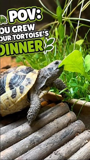 How to use our grow your own tortoise food kits