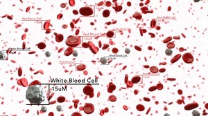 Athelas Home Blood Test