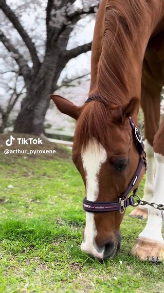 #パイロキシン #パイロ産駒 #引退競走馬 #引退競走馬のセカンドキャリア #馬 #サラブレッド #桜