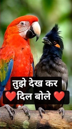 Tujhe Dekh kar Dil bole #parrot #love #google Udit Narayan, #parrotlet #superbparrot #greenparrot