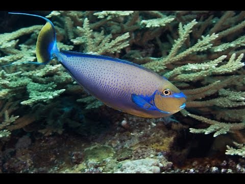 4K CORAL REEFS of the SOLOMON ISLANDS
