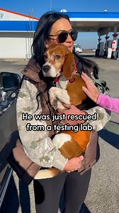 970K views · 27K reactions | After Reggie was rescued from a testing lab by Beagle Freedom Project he was so scared of everything. But with love and patience, he started to transform ❤️ We talked to Laurie about his journey and haring his first bark! | The Dodo | Facebook