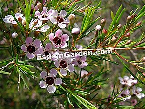 Flor De Cera De Geraldton, Cera, Chamelaucium Uncinatum: Cultivar 🌿 Todo Sobre Jardinería Y Diseño De Jardines - 2025