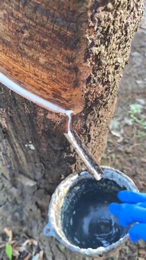 7.6K views · 12 reactions | Traditional Rubber Tree Tapping – Latex Harvesting Process #RubberTree #RubberHarvesting #LatexCollection #TraditionalFarming #Agriculture #SatisfyingVideo #NatureProcess #TreeTapping #RuralLife #FarmingLife #whatisnewyork #reels #explorepage #explore #nataliereynolds #costume #harley #harleyquinn #joker #batman #cosplay #costume #halloweencostume #halloween #explorepage #paint #reels #bodypaint #famous #nataliereynolds | Global Stories | Facebook