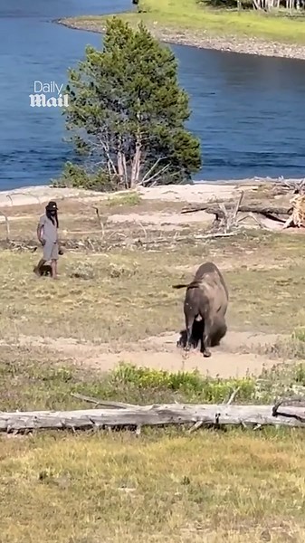 Man thinks it's a good idea to test bison's patience