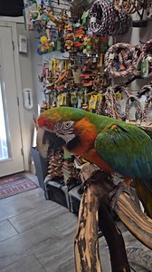 48K views · 7K reactions | Paradise Parrot Rescue on Reels | Facebook