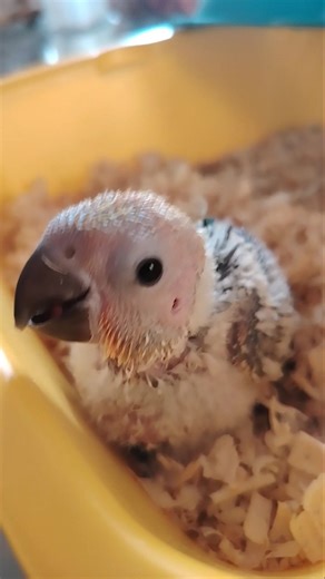 Baby Sun Conure: The Ultimate Glow Up! 🐣✨