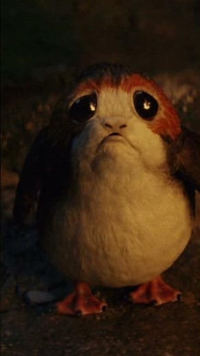 Porgs - Star Wars Creatures Explained Fast