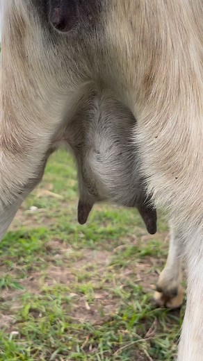 Dede update and tummy check po sa ating next raffle na ₱100 lang. 🙏 | CHIVO FARM