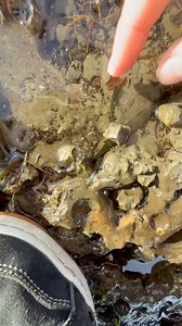 You Will Not Believe how important hermit crabs and shrimp are in tide pools. These tiny scavengers act like round-the-clock janitors, eating leftover plants and animals and recycling nutrients back into the system. Shocking fact: without small cleaners like these, tide pools would quickly fill with waste and lose oxygen for other sea life. The smallest critters often do the biggest jobs in keeping the whole pool alive and balanced. #ocean #nature #marinebiology | Jacob Colvin