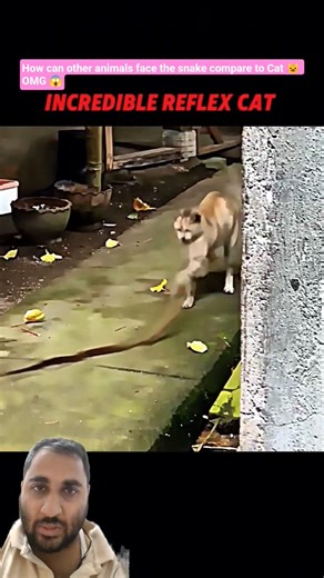 #funny #viral, animals face the snake compared to Cat(please subscribe)#shortvideo#viralvideo#shorts