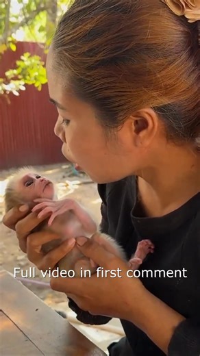 Newborn Baby Monkey Dramatic Cr-y Please Mom To Hug Him13 Full video in first comment | Monkey Wild