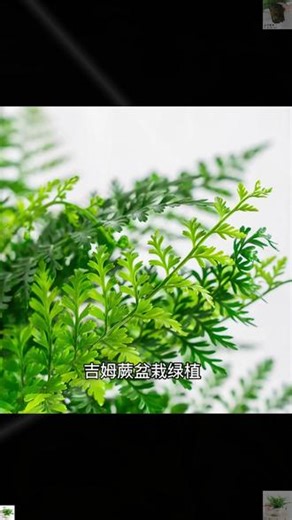 吉姆蕨网红植物盆栽绿植室内净化空气花卉水培蕨类观叶好养盆栽花#网红植物 #室内盆栽 #净化空气 #观叶植物 #好养绿植