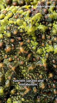 These 30 Minerals Supercharge Growth! (Azomite Fast List)