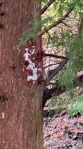 Watch Songbird Essentials SE7021 Hummer Helper Cage and Nesting on Amazon Live