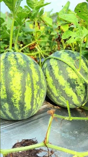 Watermelon Growing & Harvesting Full Profit 🍉 | Secret Tips for Big Income 💰 | Home Farming Success