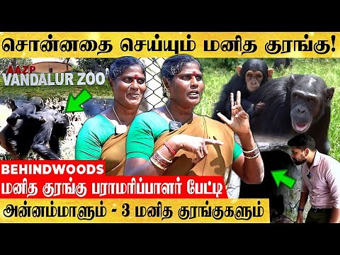 அன்னம்மாள் குரலுக்கு அடிமையான மனித குரங்கு..! நெகிழவைக்கும் தாய் பாசம் - VANDALUR ZOO LIVE VISIT