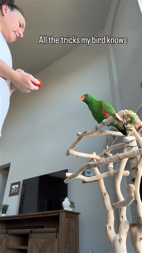Trick training is not about having a “circus bird”. All forms of training, including training tricks helps build better communication, more trust, and a stronger bond between me and my birds. It is also great mental stimulation for them. The fact that it is entertaining to watch is a happy coincidence 😊 #eclectus #tricks #parrot #bird #birdtraining #tricktraining