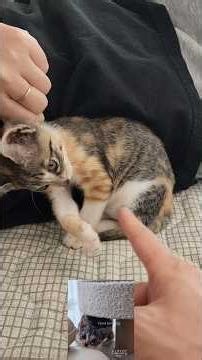 Human Magnet Kitty! 사람 덕후 고양이의 일상! Human language Decoder! 말귀 쏙쏙 알아듣는 개냥이! #cute #cat #catshorts