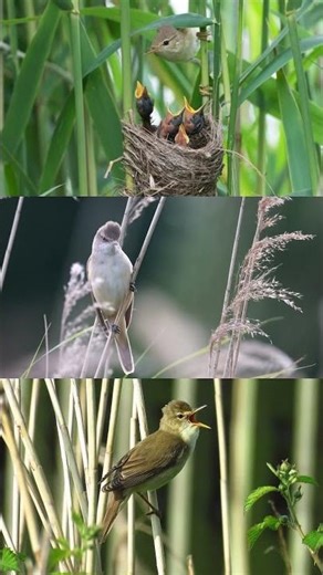 Clamorous Reed Warbler a species of passerine bird known for inhabiting reed beds near wetlands #wow
