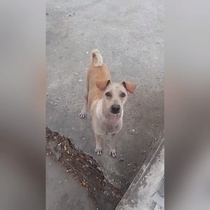 12M views · 19K reactions | This mama dog begged for food then did something amazing with it...  | UNILAD | Facebook