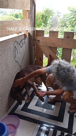 #HALF É GRUDE VERDADEIRO DO SEU PAI 🐕‍🦺🥰❤️#half #caminhoparaumavidamelhor #pets#cãozinho#vidanaroça