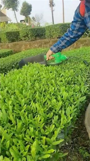 Harvesting process of tea leaves using electric picker