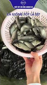 Techniques for releasing fish fry without worrying about water shock for farmers.