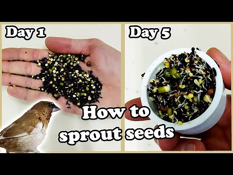 What Do I feed My Finches/Birds. Simple Sprouting/Germinating Seeds