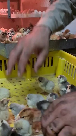 Chick Hatching Process: Caring for Newborn Chicks