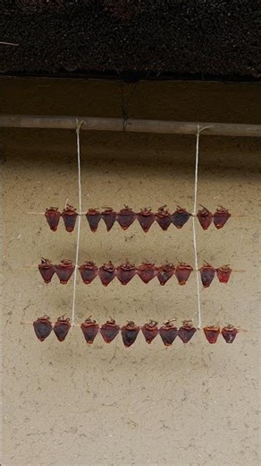 四国村１２月 #香川 #旅行 #四国村 #正月