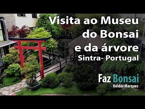Visita ao Museu do Bonsai e da árvore - Sintra Portugal