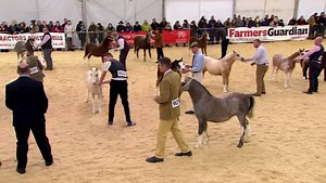 2.5K views · 22 reactions | Merlod Mynydd Cymreig Eboles | Welsh Mountain Pony filly | Y Sioe | Facebook