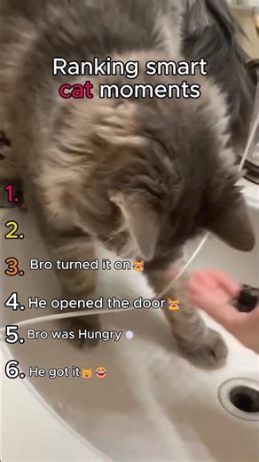 Ranking the smartest cats on the internet🐱!