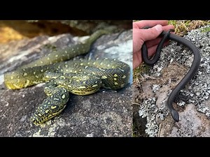 Finding gorgeous Pythons and more in Sydney! Herping the NSW sandstone