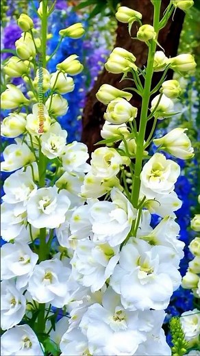 "Spring Flower Paradise 🌼 Relaxing Nature in 4K!"