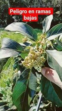 Very dangerous for your avocado tree #plants #agriculture #avocado