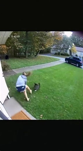 Hero Cat Saves Baby From Charging Bear | Real Security Footage