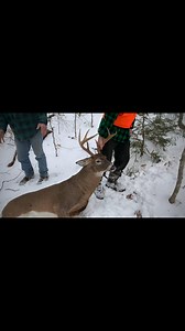 15K views · 499 reactions | “Who’s ready for snow, fresh tracks, and the thrill of dragging out Big Woods Bucks? 歷❄️ We’re all counting down to those unforgettable moments in the woods—who’s with me? LET’S GO! LET IT SNOW!❄️ #bigwoodsbucks #maine #deerhunting #bwb #dragging #bigbucks #letitsnow #letsgo | Big Woods Bucks | Facebook
