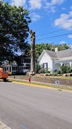 Stihl MS 500i with 36 inch bar and still not enough! But that's ok😁 #Oak #bigtrees #treefelling #STIHL #stihlchainsaw #treeservice #work #God #life #follow #september #SEPTIEMBRE | June Bug