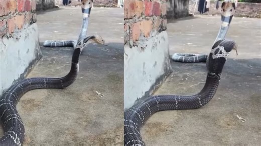Viral Video Shows Dramatic Fight Between Two King Cobras, Find Out Who Wins