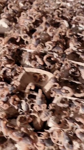 Exploring a Nest of Brown Scorpions in Nature