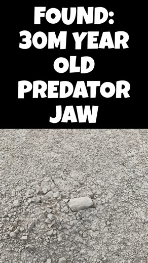 30 MILLION YEARS IN THE MAKING... 😱 Unearthed this absolute BEAST of a Hyaenodon lower jaw straight from the Oligocene Brule Formation in the legendary White River Group! This creodont predator (think hyena-meets-wolf nightmare fuel) ruled the ancient plains with those massive shearing teeth—perfect for crunching through early mammals like oreodonts. Spot the killer carnassials and that iconic jawline! Who's ready to time travel back to the Oligocene badlands? ⏳🦴 What do you think this monster