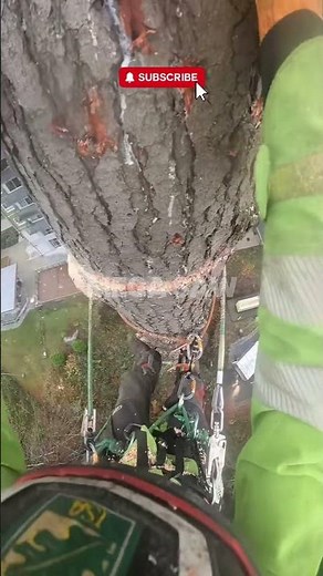 Master Class: Professional Tree Topping with Precision 🌲🪚