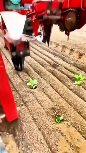 A vegetable planting machine