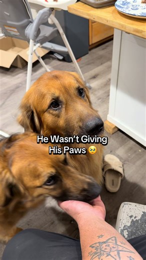 Adorable Golden Shepherd Mix Loves Affection