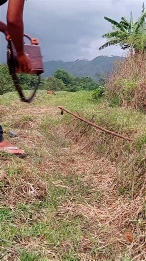 Aris M AN on Instagram: "Amazing bird trap‼️ mode cengkram‼️ kali ini joki beneran di Frank lagi sama pikat‼️udah beneran kuat kuncian tapi malah lolos‼️auto coba lagi langsung ‼️ #kicaumania #birdtrap #birdvideo"