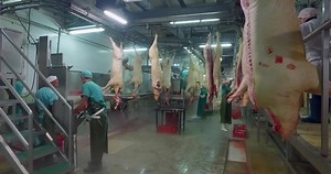 Pork Production Industrial Line Butchers Slaughterhouse Stock Footage Video (100% Royalty-free) 1056645827 | Shutterstock