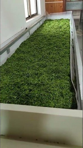 Tea Withering Trough Machine (Complete Machine) DL-6CWD-580 #machine