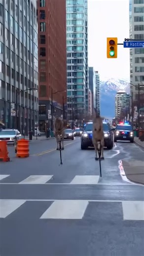 Aigen.ca | Vancouver cops vs kangaroos 😭🦘🚓 🎞️ Made with AI tools for creators 🎥 100+ video & image generators in one place: 🐾 Sora 2 + VEO (no... | Instagram